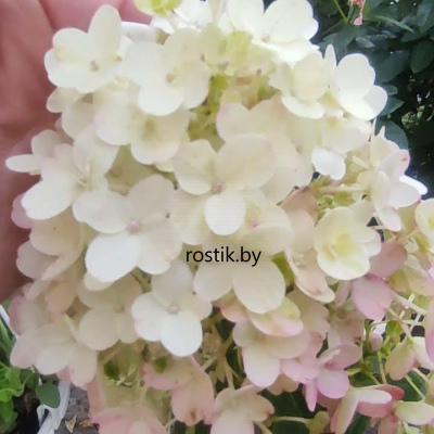 Гортензия метельчатая Little Blossom