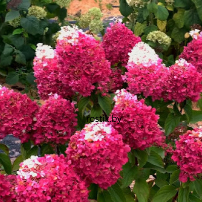 Гортензия метельчатая Strawberry Blossom