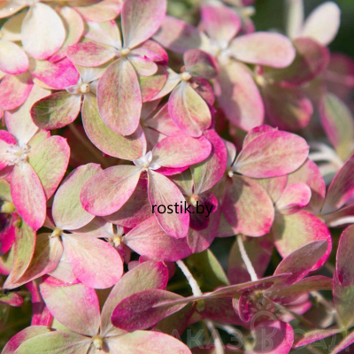 Гортензия метельчатая Royal Flower