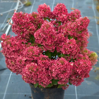 Гортензия метельчатая Petite Cherry